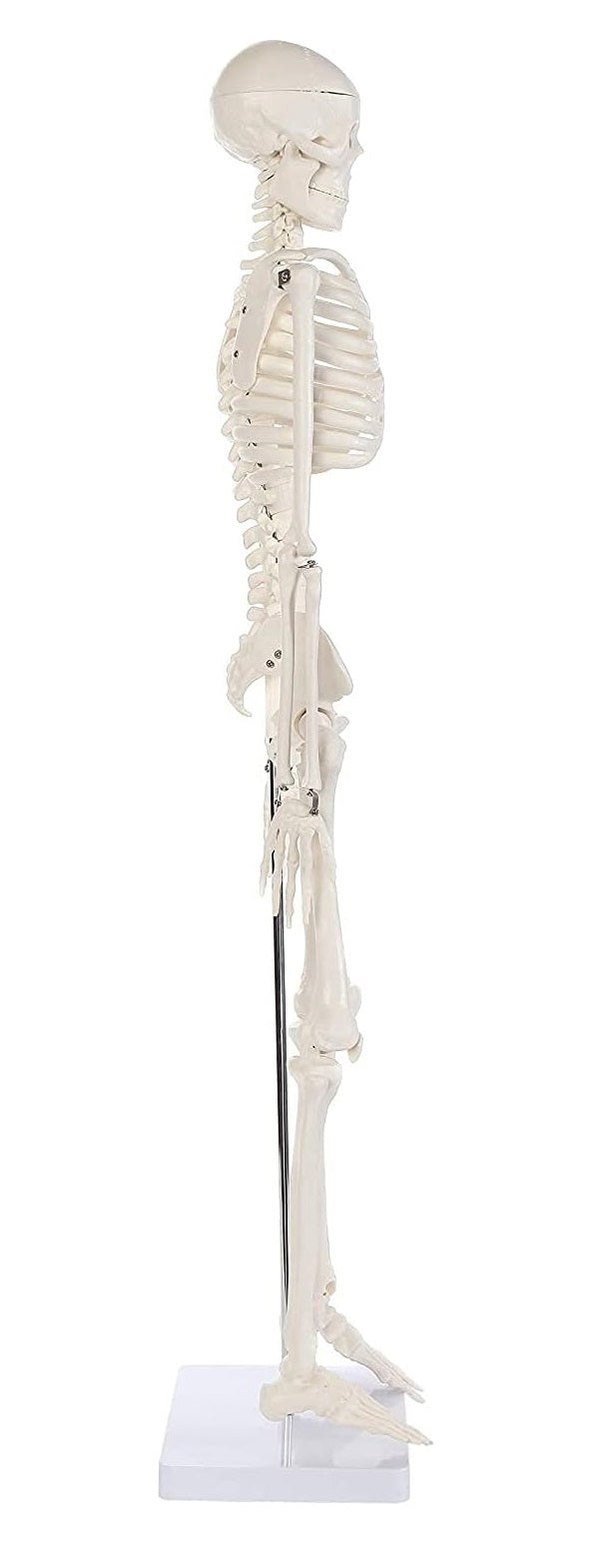 Modelo Anatomico Esqueleto Humano Esqueleto Humano 85cm