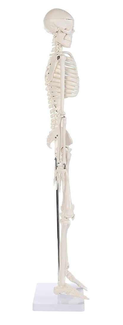 Modelo Anatomico Esqueleto Humano Esqueleto Humano 85cm