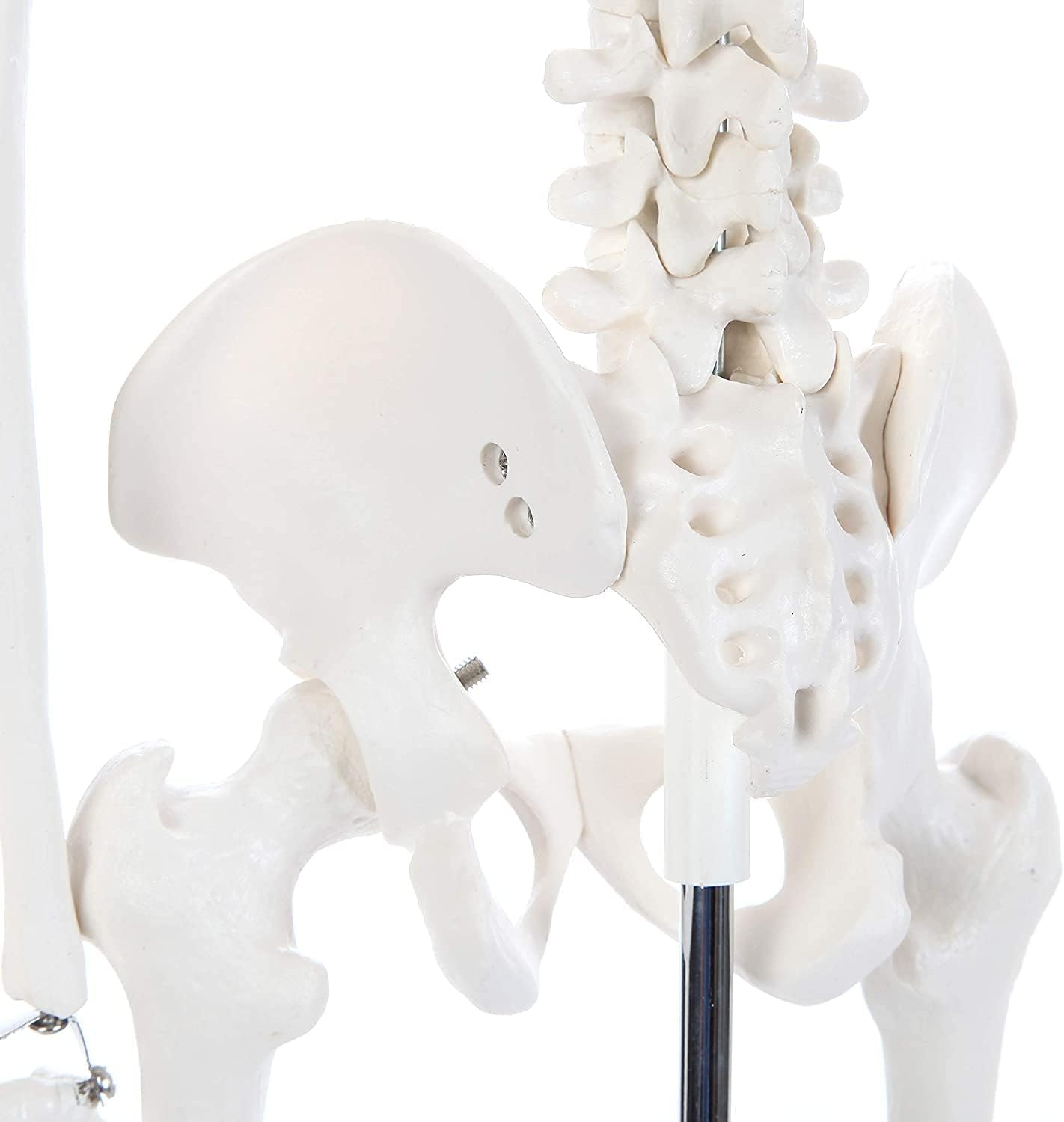 Modelo Anatomico Esqueleto Humano Esqueleto Humano 85cm