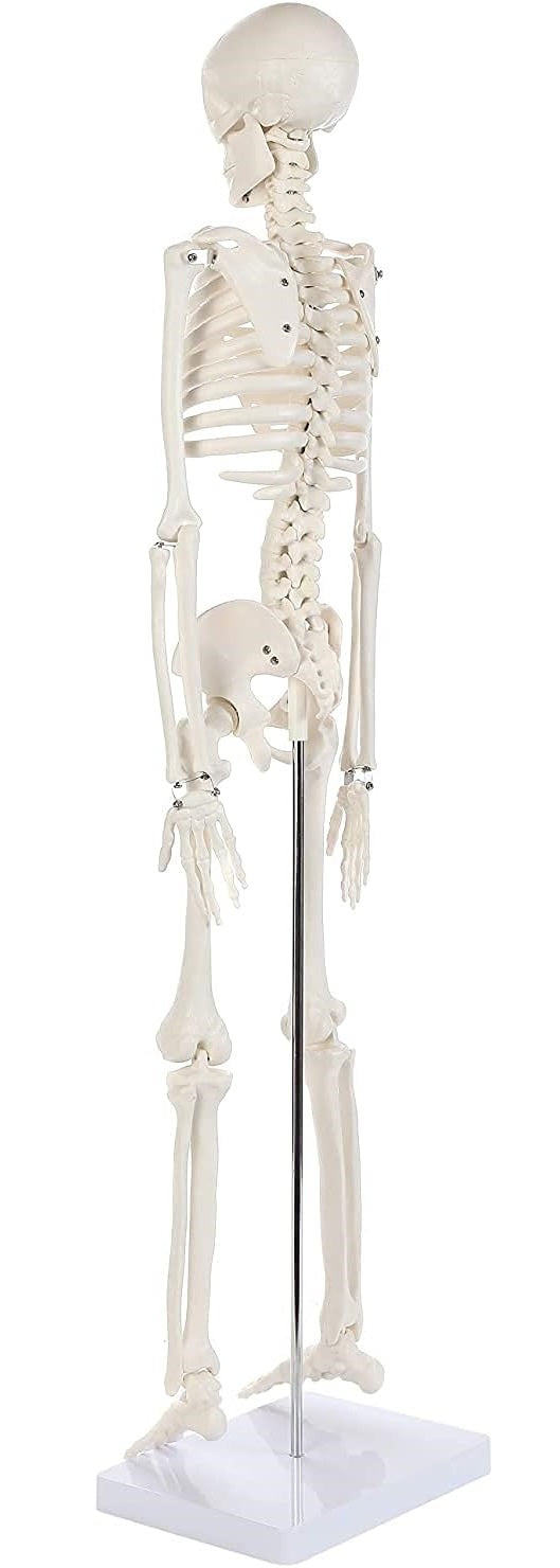 Modelo Anatomico Esqueleto Humano Esqueleto Humano 85cm