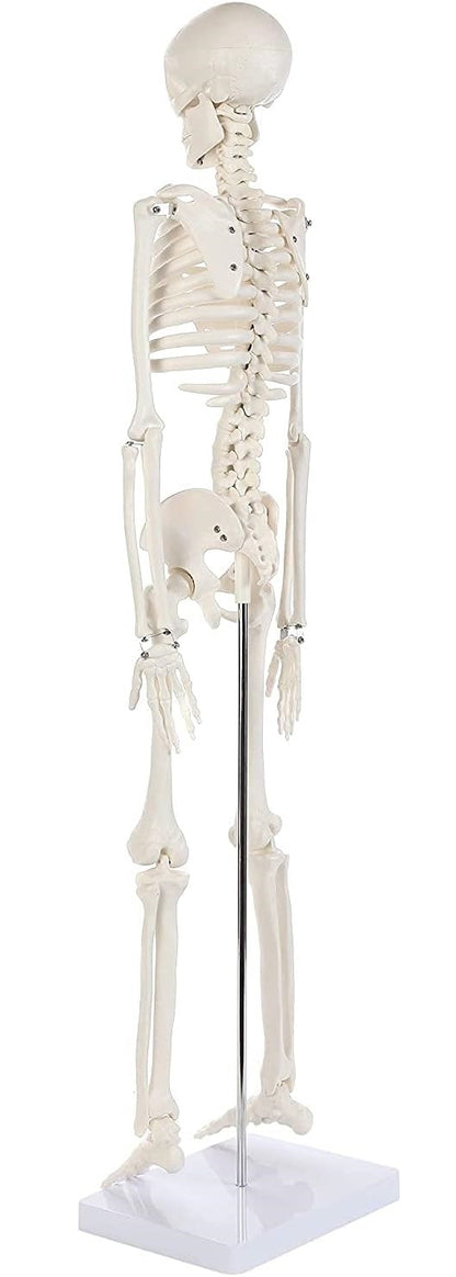 Modelo Anatomico Esqueleto Humano Esqueleto Humano 85cm