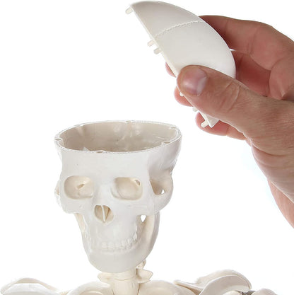Modelo Anatomico Esqueleto Humano Esqueleto Humano 85cm