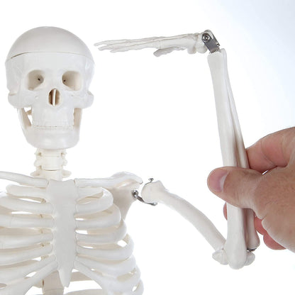 Modelo Anatomico Esqueleto Humano Esqueleto Humano 85cm