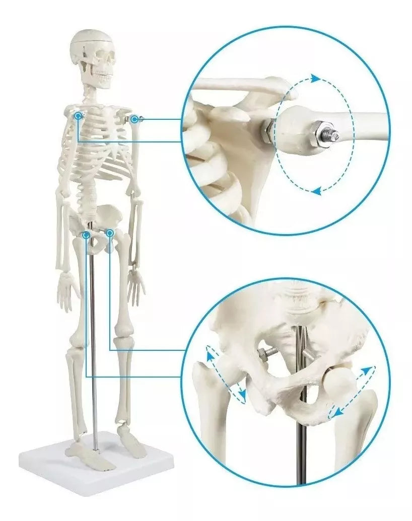 Modelo Anatomico Esqueleto Humano Esqueleto Humano 85cm