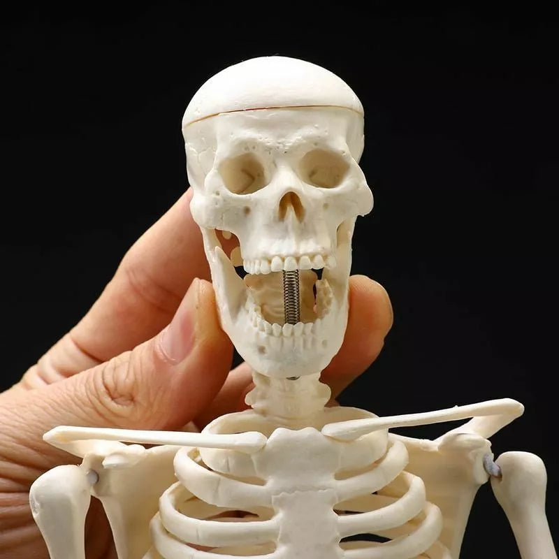 Modelo Anatomico Esqueleto Humano Esqueleto Humano 85cm