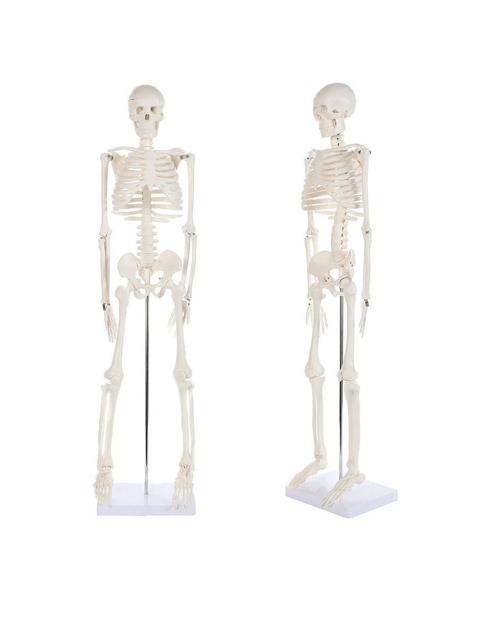 Modelo Anatomico Esqueleto Humano Esqueleto Humano 85cm