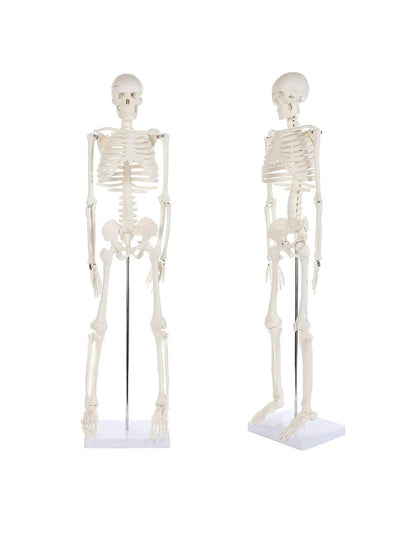 Modelo Anatomico Esqueleto Humano Esqueleto Humano 85cm